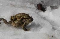 Crapaud  (Photo D. Mrugala) (1)